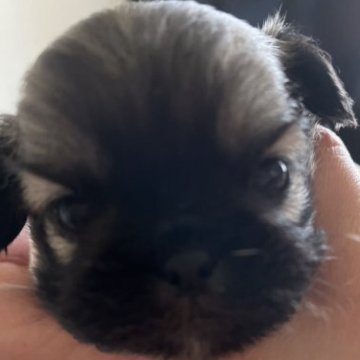 ペキニーズ【青森県・女の子・2023年6月3日・フォーン】の写真「お目目がクリックリッ❤️
曾祖父チャンピョン犬」