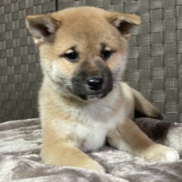 柴犬(標準サイズ)【青森県・男の子・2023年10月17日・赤】の写真「🎄Christmas SALE🎄」