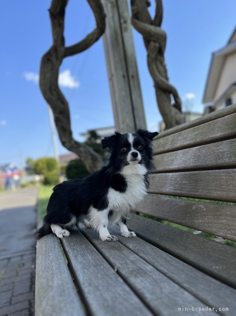 パピヨン✖️チワワ【・男の子・2021年7月10日・ブラック】