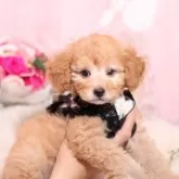 タイニープードル