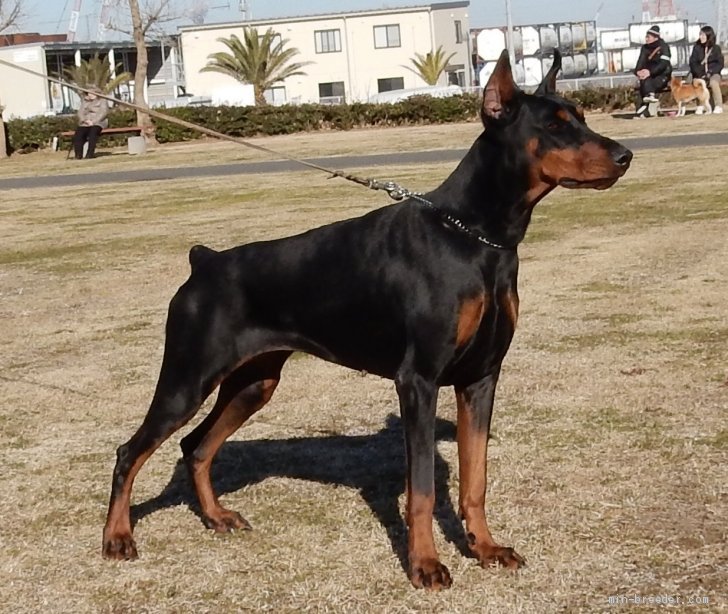 第2回特別日本チャンピオン成犬牝組獲得｜佐藤　敦(さとう　あつし)ブリーダー(神奈川県・ドーベルマンなど・JKC/日本警察犬協会登録)の紹介写真3