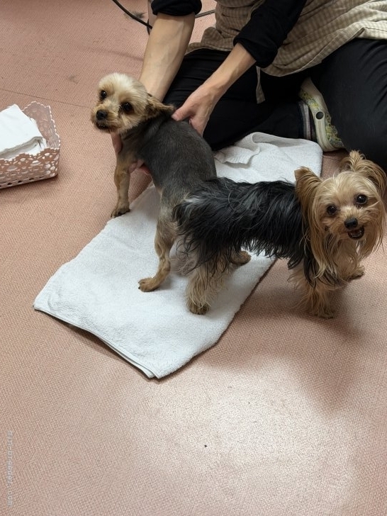 佐藤敦ブリーダーのブログ：サクラ交配しました。