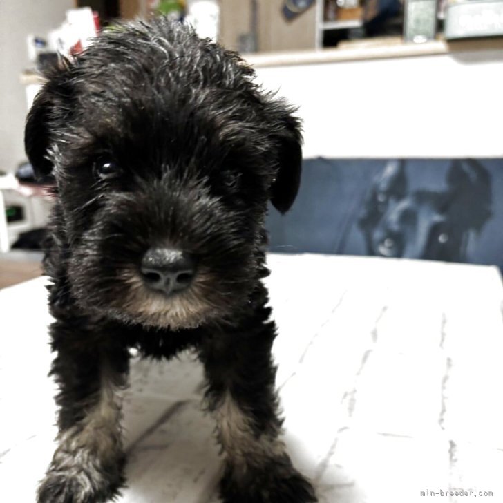 Amazon.com: ミニチュア・シュナウザーの飼い方 (愛犬