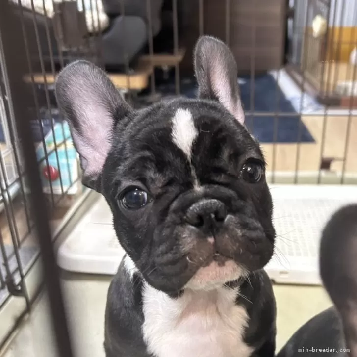 ID:2501-07317の子犬