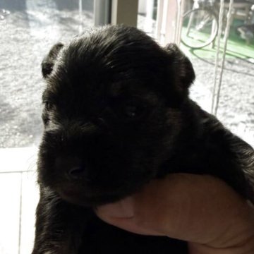 ミニチュアシュナウザー【神奈川県・女の子・2025年11月22日・ブラック&シルバー】の写真「母乳飲んですくすく育ってます。」