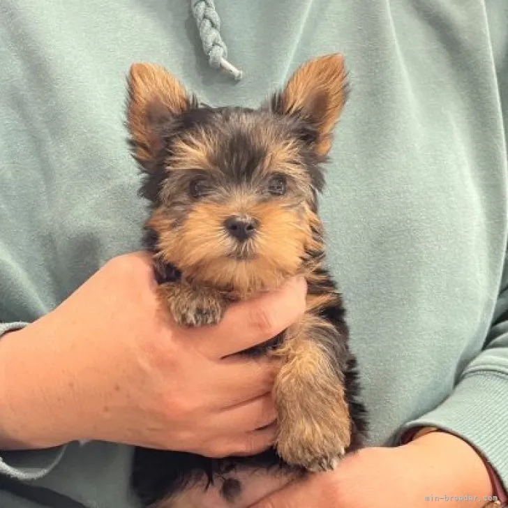 ID:2302-00393の子犬