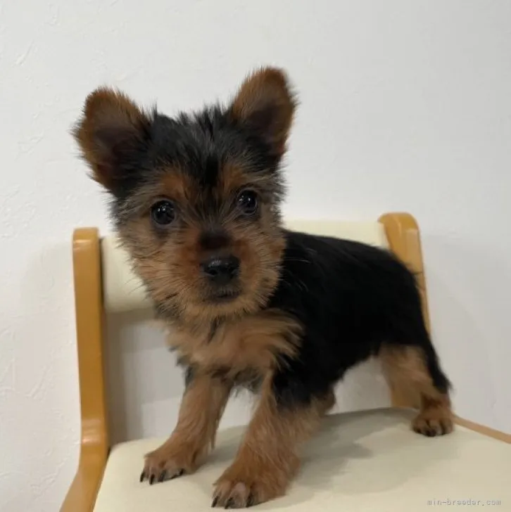ID:2302-00392の子犬