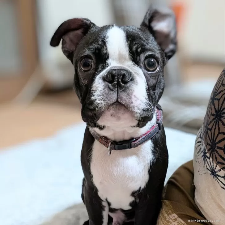 ID：2501-00068の子犬
