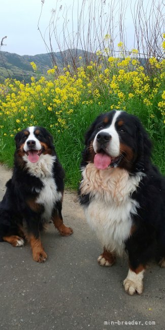 青木葉　久(あおきば　ひさし)ブリーダー(茨城県・バーニーズ・マウンテン・ドッグ・JKC登録)の紹介写真2