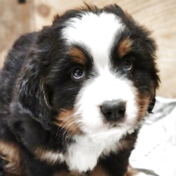 バーニーズ・マウンテン・ドッグ【茨城県・男の子・2025年10月25日・ブラックラスト&ホワイト】の写真「可愛い元気な男の子です」