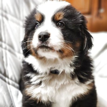 バーニーズ・マウンテン・ドッグ【茨城県・男の子・2025年3月12日・ブラックラスト&ホワイト】の写真「元気で可愛い男の子です」