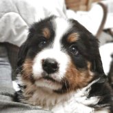 バーニーズ・マウンテン・ドッグ