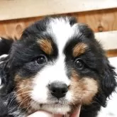 バーニーズ・マウンテン・ドッグ