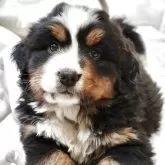 バーニーズ・マウンテン・ドッグ