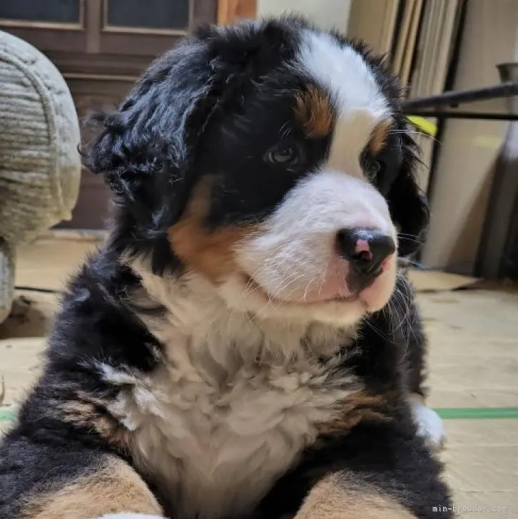 ID：2208-03457の子犬