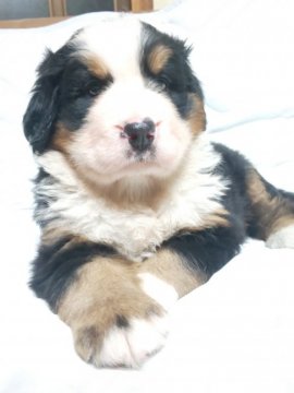 バーニーズ・マウンテン・ドッグ【茨城県・女の子・2021年8月2日・ブラックラスト&ホワイト】の写真「可愛い女の子です。3940グラムになりました」