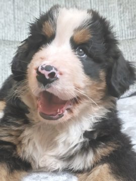 バーニーズ・マウンテン・ドッグ【茨城県・男の子・2021年8月2日・ブラックラスト&ホワイト】の写真「可愛い男の子です。次男君です5160グラムになりま」