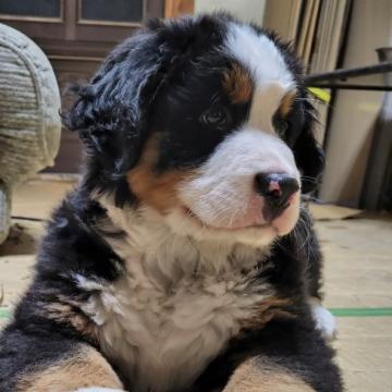 バーニーズ・マウンテン・ドッグ【茨城県・男の子・2022年7月7日・ブラックラスト&ホワイト】の写真「可愛い元気な男の子です。5キロこえました」