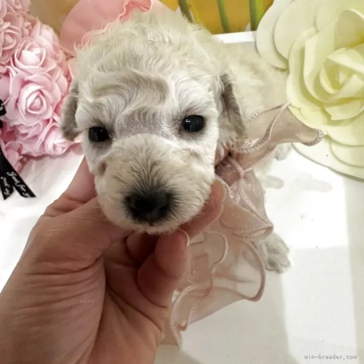 M.H 様のお迎えした子犬