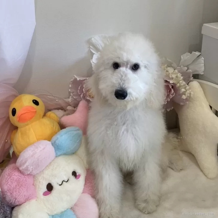 ID:2409-04191の子犬