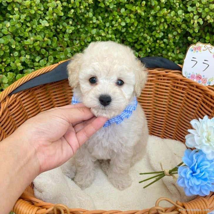 ブリーダー画像