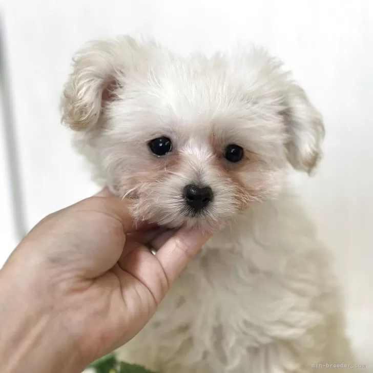 ID:2505-01394の子犬