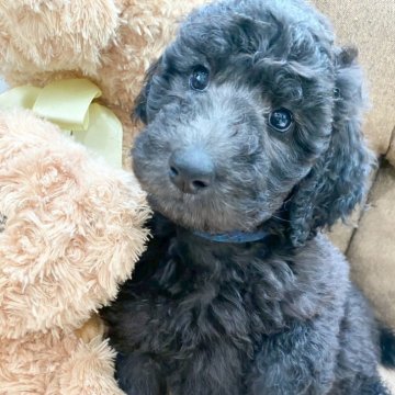 スタンダードプードル【兵庫県・女の子・2025年10月10日・シルバー】の写真「🆕更新🆙11月122日の体重は2800gです。」