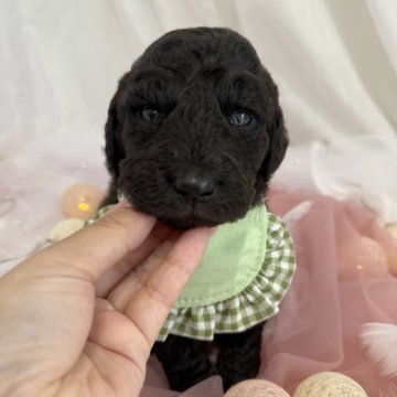 スタンダードプードル【兵庫県・男の子・2025年10月10日・シルバー】の写真「🌟10月31日の体重は1269gです🌟」