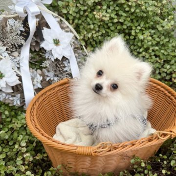 ポメラニアン【兵庫県・男の子・2025年9月20日・クリーム】の写真「❣️12月8日の体重は1045gです❣️」