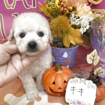 トイプードル(タイニー)【兵庫県・女の子・2025年8月31日・ホワイト】の写真「🎁ご成約の方に仔犬用サークルをプレゼント🎁」