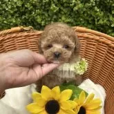 タイニープードル