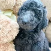 スタンダードプードル