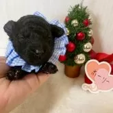 タイニープードル