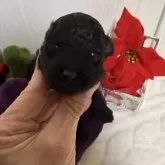 タイニープードル【兵庫県・男の子・2025年11月29日・ブラック】の写真1