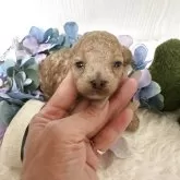 タイニープードル
