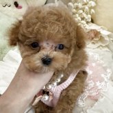 トイプードル