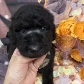 スタンダードプードル【兵庫県・女の子・2025年10月10日・シルバー】の写真1