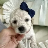 タイニープードル