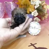 ポメラニアン