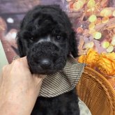 スタンダードプードル