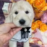 スタンダードプードル【兵庫県・女の子・2025年10月10日・ホワイト】の写真2