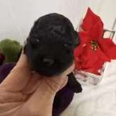 タイニープードル【兵庫県・男の子・2025年11月29日・ブラック】の写真2