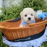 タイニープードル【兵庫県・男の子・2025年8月31日・ホワイト】の写真2「⭐️PRAクリア⭐️」