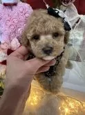 タイニープードル【兵庫県・女の子・2024年11月18日・アプリコット】の写真3