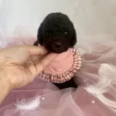 スタンダードプードル【兵庫県・女の子・2025年10月10日・シルバー】の写真4