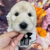 スタンダードプードル【兵庫県・女の子・2025年10月10日・ホワイト】の写真4