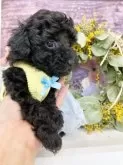 タイニープードル【兵庫県・女の子・2024年12月19日・ブラック】の写真4