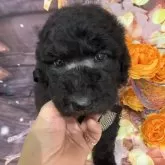 スタンダードプードル【兵庫県・女の子・2025年10月10日・シルバー】の写真4