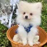 ポメラニアン【兵庫県・男の子・2025年9月20日・クリーム】の写真5