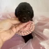 スタンダードプードル【兵庫県・女の子・2025年10月10日・シルバー】の写真5